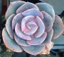 Ешеверия (Echeveria dusty rose)