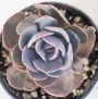 Ешеверия (Echeveria dusty rose)