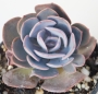 Ешеверия (Echeveria dusty rose)