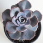 Ешеверия (Echeveria dusty rose)