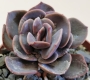 Ешеверия (Echeveria dusty rose)