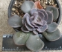 Ешеверия (Echeveria dusty rose)