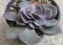 Ешеверия (Echeveria dusty rose)