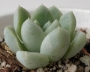 Ешеверия (Echeveria Elegans)