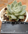 Ешеверия (Echeveria Elegans)