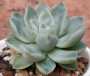Ешеверия (Echeveria Elegans)