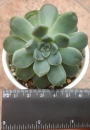Ешеверия (Echeveria elegans Albicans)