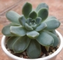 Ешеверия (Echeveria elegans Albicans)
