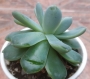 Ешеверия (Echeveria elegans Albicans)