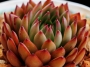 Ешеверия (Echeveria agavoides Eve Night)