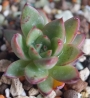 Ешеверия (Echeveria agavoides Eve Night)