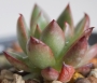 Ешеверия (Echeveria agavoides Eve Night)