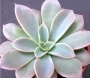 Ешеверия (Echeveria fantastic fountain)