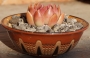Ешеверия (Echeveria Gilva Red)