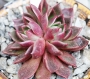 Ешеверия (Echeveria Gilva Red)