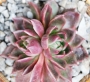 Ешеверия (Echeveria Gilva Red)