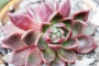 Ешеверия (Echeveria Gilva Red)