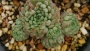 Ешеверия (Echeveria globulosa)
