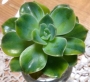 Ешеверия (Echeveria Harry Watson ハリーワトソン錦)
