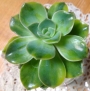 Ешеверия (Echeveria Harry Watson ハリーワトソン錦)