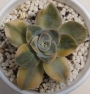 Ешеверия (Echeveria Harry Watson ハリーワトソン錦)