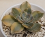 Ешеверия (Echeveria Harry Watson ハリーワトソン錦)