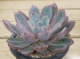 Ешеверия (Echeveria Hera 赫拉)