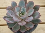 Ешеверия (Echeveria Hera 赫拉)