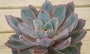 Ешеверия (Echeveria Hera 赫拉)