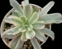 Ешеверия (Echeveria hoveyi variegata)
