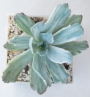Ешеверия (Echeveria hoveyi variegata)