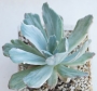 Ешеверия (Echeveria hoveyi variegata)