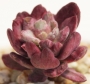 Ешеверия (Echeveria hummels Minibelle Mini Belle variegated)