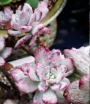 Ешеверия (Echeveria hummels Minibelle Mini Belle variegated)