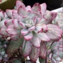 Ешеверия (Echeveria hummels Minibelle Mini Belle variegated)