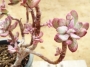 Ешеверия (Echeveria hummels Minibelle Mini Belle variegated)