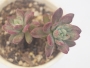 Ешеверия (Echeveria hummels Minibelle Mini Belle variegated)