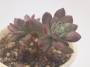 Ешеверия (Echeveria hummels Minibelle Mini Belle variegated)