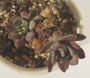 Ешеверия (Echeveria hummels Minibelle Mini Belle variegated)