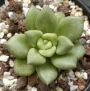 Ешеверия (Echeveria JC Van Keppel)