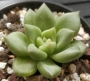 Ешеверия (Echeveria JC Van Keppel)