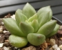 Ешеверия (Echeveria JC Van Keppel)
