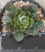 Ешеверия (Echeveria Joan Daniel)