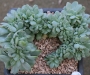Ешеверия (Echeveria Lemon and Lime cristata, 레몬앤라임철화)