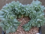 Ешеверия (Echeveria Lemon and Lime cristata, 레몬앤라임철화)