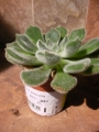 Ешеверия (Echeveria setosa, Echeveria harmsi, Echeveria cv. Doris Taylor)