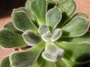 Ешеверия (Echeveria setosa, Echeveria harmsi, Echeveria cv. Doris Taylor)