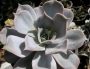 Ешеверия (Echeveria lilacina)