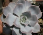 Ешеверия (Echeveria lilacina)