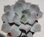 Ешеверия (Echeveria lilacina)